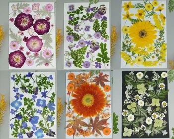 1 Takım Karışık Preslenmiş Kurutulmuş Yapraklar Çiçek Bitki Tırnak Sanat Makyaj Imi Prop Takı Kartpostal Davetiye Kartı telefon kılıfı DIY