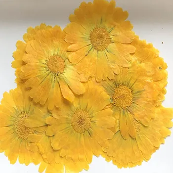 60 adet 4-7cm Preslenmiş Kurutulmuş Calendula Officinalis Çiçek Bitki Herbaryum Takı Kartpostal Davetiye Kartı İmi Mum DIY