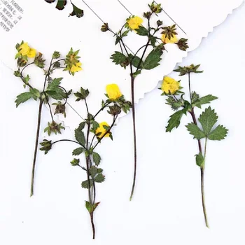 60 adet Preslenmiş Kurutulmuş Potentilla fragarioides Linn Bitki Herbaryum Takı Kartpostal Imi telefon kılıfı Davetiye Kartı DIY