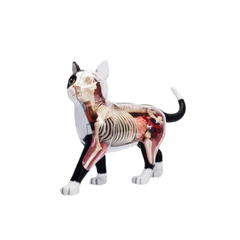 Hayvan Organı Anatomi Modeli 4D Kedi İstihbarat Montaj Oyuncak Öğretim Anatomi Modeli DIY Popüler Bilim Aletleri